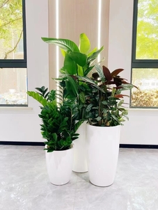 探秘宁波北仑绿化养护方案，解锁城市绿色密码